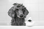 Standard Poodle in a bathtub