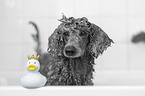 Standard Poodle in a bathtub