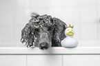 Standard Poodle in a bathtub