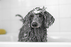 Standard Poodle in a bathtub
