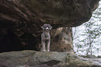 standing Standard Poodle
