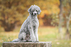 sitting Royal Standard Poodle