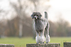 Royal Standard Poodle