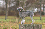 Royal Standard Poodle