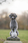 sitting Royal Standard Poodle