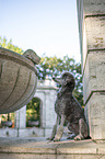 sitting Royal Standard Poodle