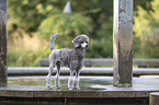 Royal Standard Poodle