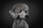 Royal Standard Poodle Portrait