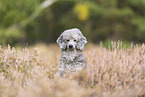 Standard Poodle Portrait