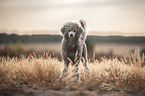 Standard Poodle