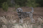Standard Poodle