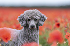 Standard Poodle Portrait