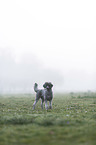 Standard Poodle