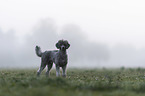 Standard Poodle