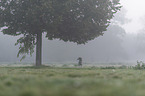 Standard Poodle