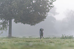 running Standard Poodle