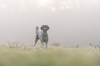 Standard Poodle