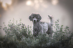 Standard Poodle