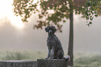 sitting Standard Poodle
