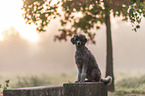 sitting Standard Poodle