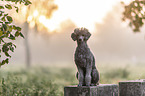 sitting Standard Poodle