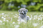 lying Standard Poodle