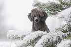 Standard Poodle Portrait