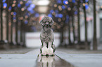 sitting Standard Poodle