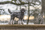 Standard Poodle