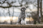 sitting Standard Poodle