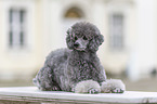 lying Standard Poodle