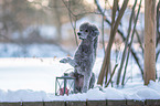 standard poodle in the snow