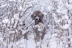 standard poodle in the snow
