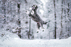 standard poodle in the snow