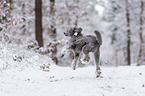 standard poodle in the snow