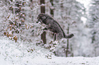 standard poodle in the snow