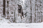 standard poodle in the snow