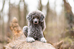 standard poodle on tree trunk