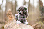 standard poodle on tree trunk