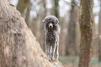 standard poodle on tree trunk