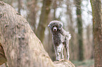 standard poodle on tree trunk