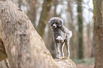 standard poodle on tree trunk