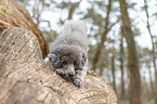 standard poodle on tree trunk