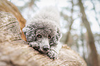 standard poodle on tree trunk