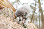 standard poodle on tree trunk