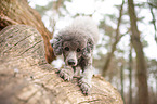 standard poodle on tree trunk