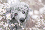 standard poodle between blossoms