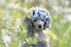 standard poodle between blossoms