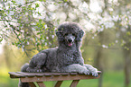 standard poodle between blossoms