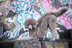 standard poodle